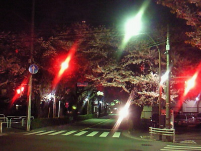 むらさき橋通りの桜のトンネル